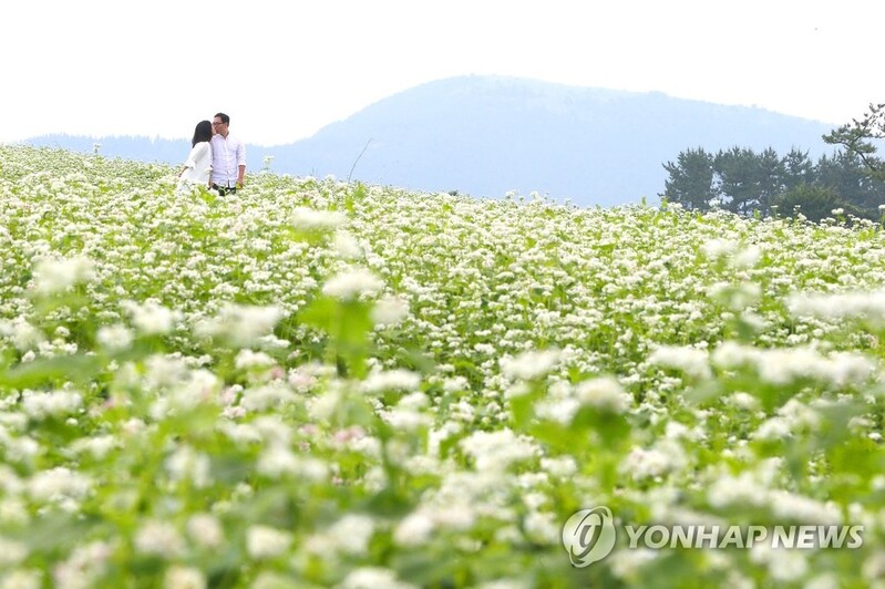 [다시! 제주문화] (36)신이 내린 곡물 '메밀'…제주 역사·문화 담겨