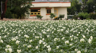 [K-Geography] Potato flower in full bloom