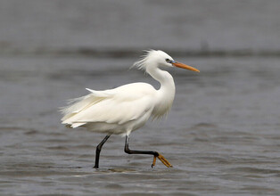 [K-Geography]  Endangered Oriental egret