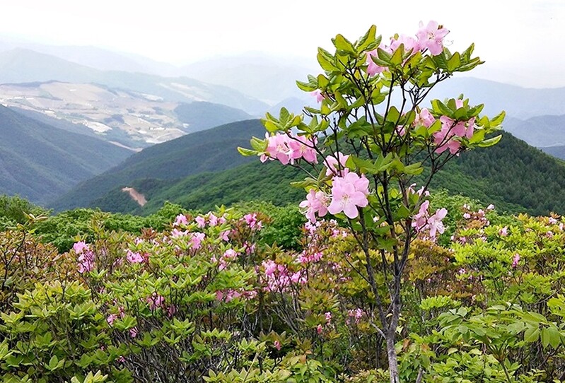 정선 두위봉 철쭉 축제 내달 4∼5일 열려