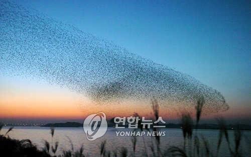금강생태공원, 반려견과 함께 하는 추천 여행지로 선정