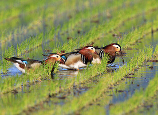 [K-Geography] Mandarin ducks seeking food