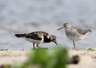 [K-Geography] Turnstone searching for prey