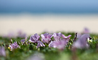 [K-Geography]  Beach morning glory flowers  in full bloom