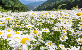 [K-Geography] Shasta Daisy in full bloom