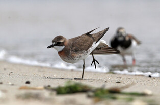 [K-Geography] Lesser sand plover