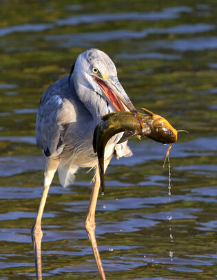 [K-Geography] Grey Heron's breakfast