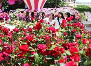 [K-Geography] Roses in full bloom