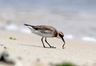 [K-Geography] Lesser sand plover at table