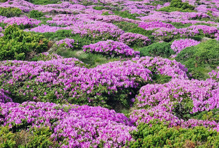 [K-Geography] Azaleas in bloom on Mount Halla