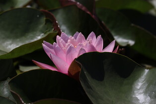 [K-Geography] Water lilies in full bloom