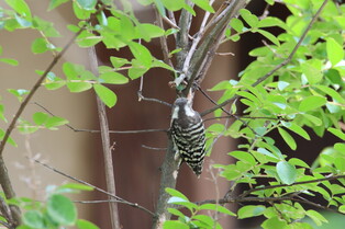 [K-Geography] pygmy woodpeckers searching for prey