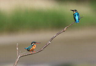 [K-Geography] River kingfisher couple