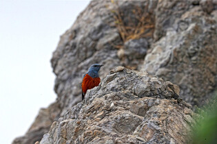 [K-Geography]  Blue rock thrush raising chicks
