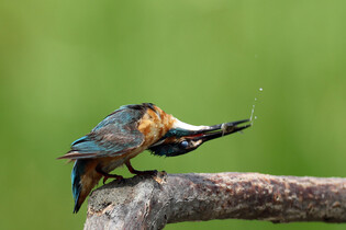 [K-Geography] Kingfisher at table