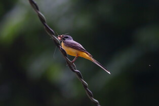 [K-Geography] Grey wagtail biting prey