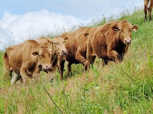 [K-Geography] Cow released to pasture