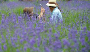 [K-Geography] Lavender in full bloom