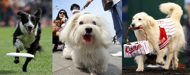 '한국인 선호견' 몰티즈의 지능, 보더콜리보다 정말 낮을까