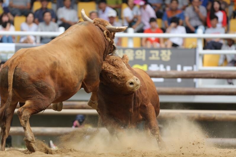 38연승 '무적 황소' 갑두가 온다…의령소힘겨루기대회 개봉박두