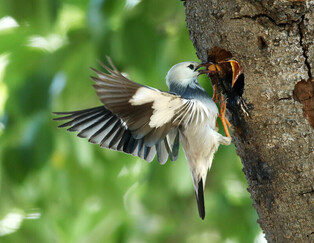 [K-Geography] Starling raising chicks