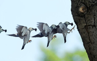 [K-Geography] Starling raising chicks