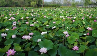 [K-Geography] Lotus flowers in full bloom at Gungnamji