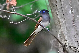 [K-Geography] Paradise flycatcher relaxing