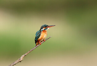 [K-Geography] Kingfisher hunting for prey