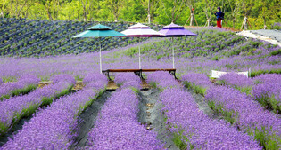 [K-Geography] Lavender in full bloom