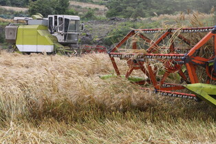 [K-Geography] Harvesting Korean-grown wheat