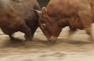 [K-Geography] Traditional bullfighting in S. Korea