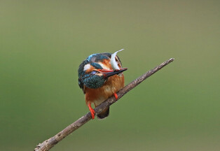 [K-Geography] Kingfisher at table