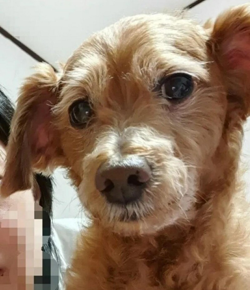 [OK!제보] 강아지 찾아주면 1천만원…1년간 생업도 포기한 50대