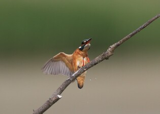 [K-Geography] Kingfisher at table