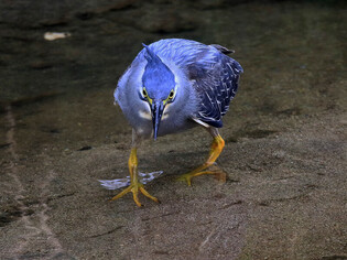 [K-Geography] Striated heron searching for prey