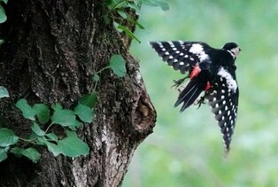 [K-Geography] Great spotted woodpecker relaxing