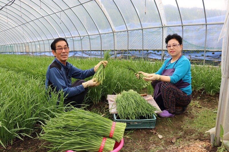 [픽! 옥천] '보양채소' 부추 수확 한창