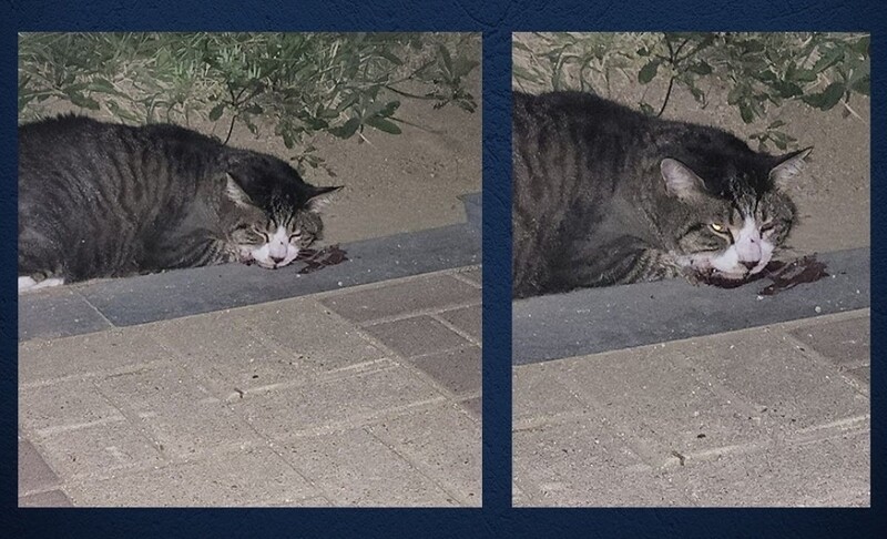 "주인 학대로 고양이 턱뼈 두 동강"…동물단체 엄벌 촉구