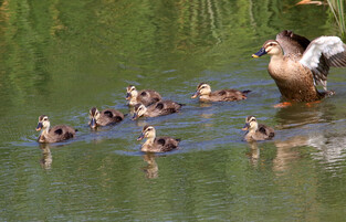 [K-Geography] Spot-billed duck and chicks