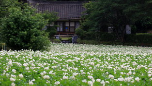 [K-Geography] Potato flower in full bloom