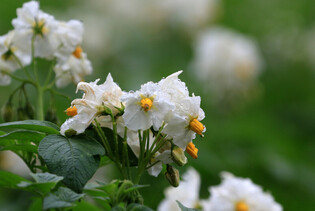 [K-Geography] Raindrops on Potato flowers