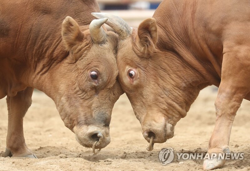 [의회소식] 경남도의회 농해양수산위, 민속 소싸움경기 육성 조례 의결