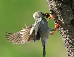 [K-Geography] Red-billed starling raising chicks