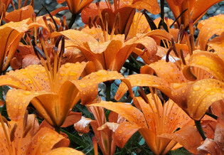 [K-Geography] Raindrops on Lily