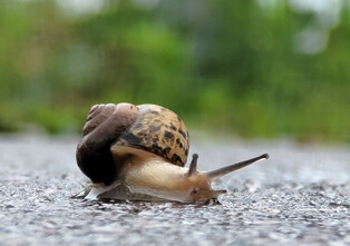 [K-Geography] Crawling snail