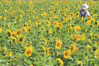 [K-Geography] Sunflower in full bloom