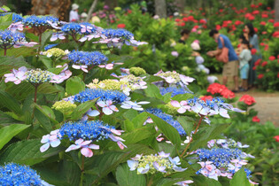 [K-Geography] Hydrangea blossoms in full bloom