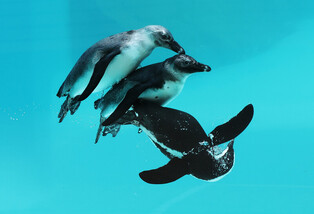 [K-Geography] African penguins