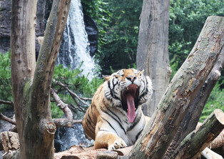 [K-Geography] Siberian tiger tired of hot summer